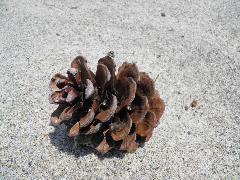 pine cone lies on gray sand