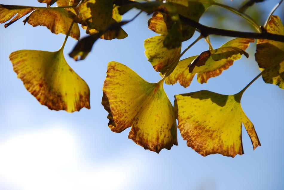branch with yellow leaves against the sky with clouds