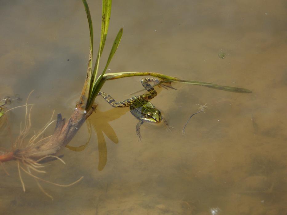 Close-up of the green plant and frog in the pond