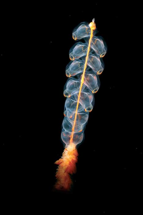 Jellyfish Cnidarian Marrus on black background