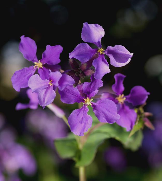 ravishing Cress Orychophragmus