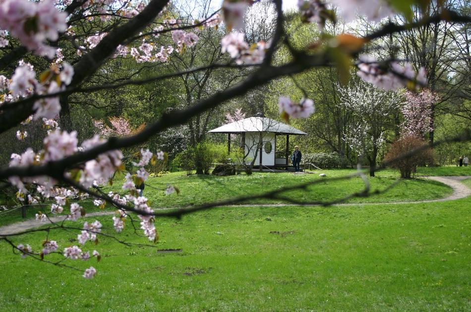 Beautiful landscape with the gazebo on the green field, among the blooming, pink and white sakura trees