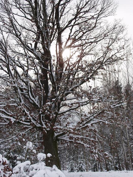 Winter Tree Snow