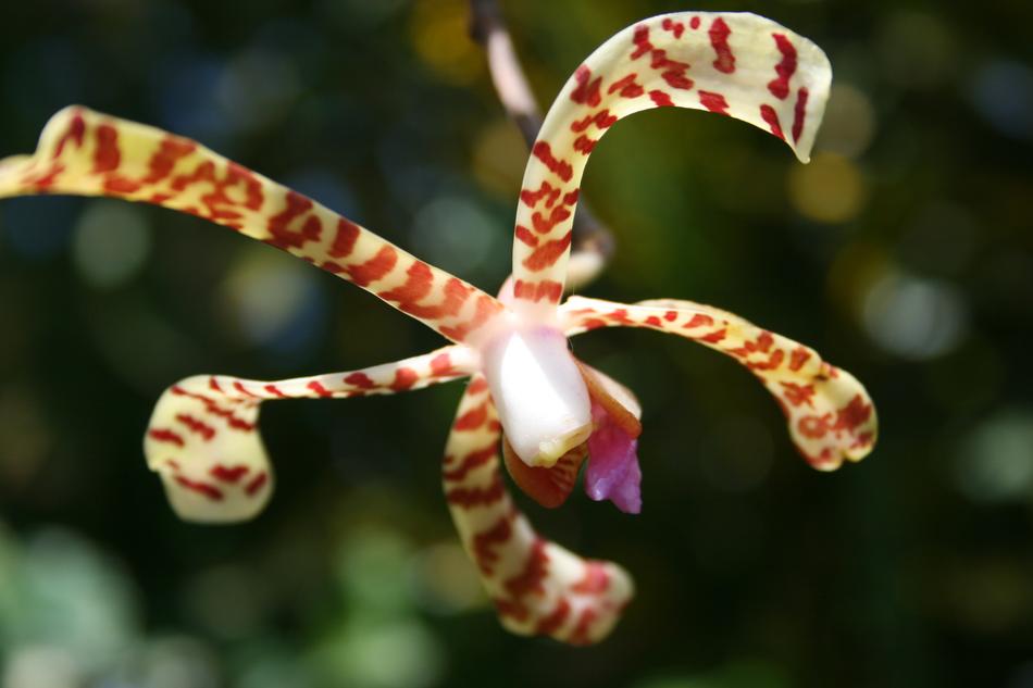 caribbean spider orchid