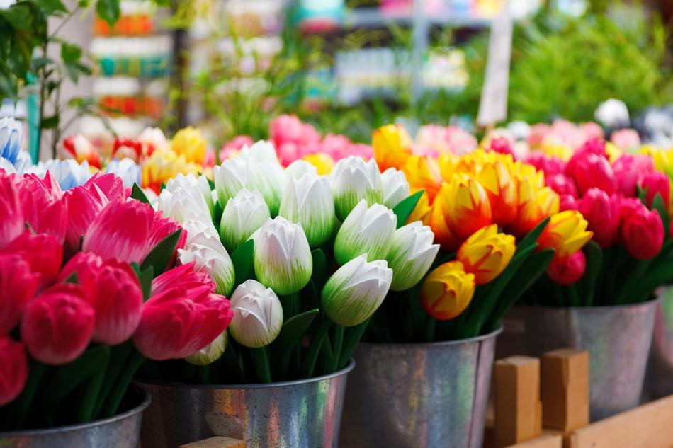 Flower Group tulips