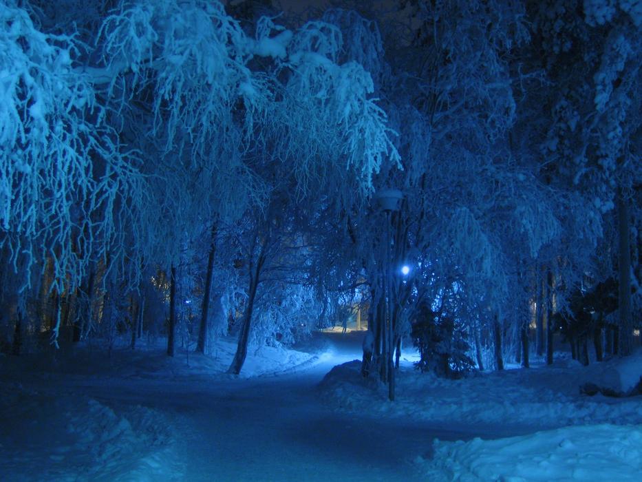 evening photo of the blue backlight of the winter park