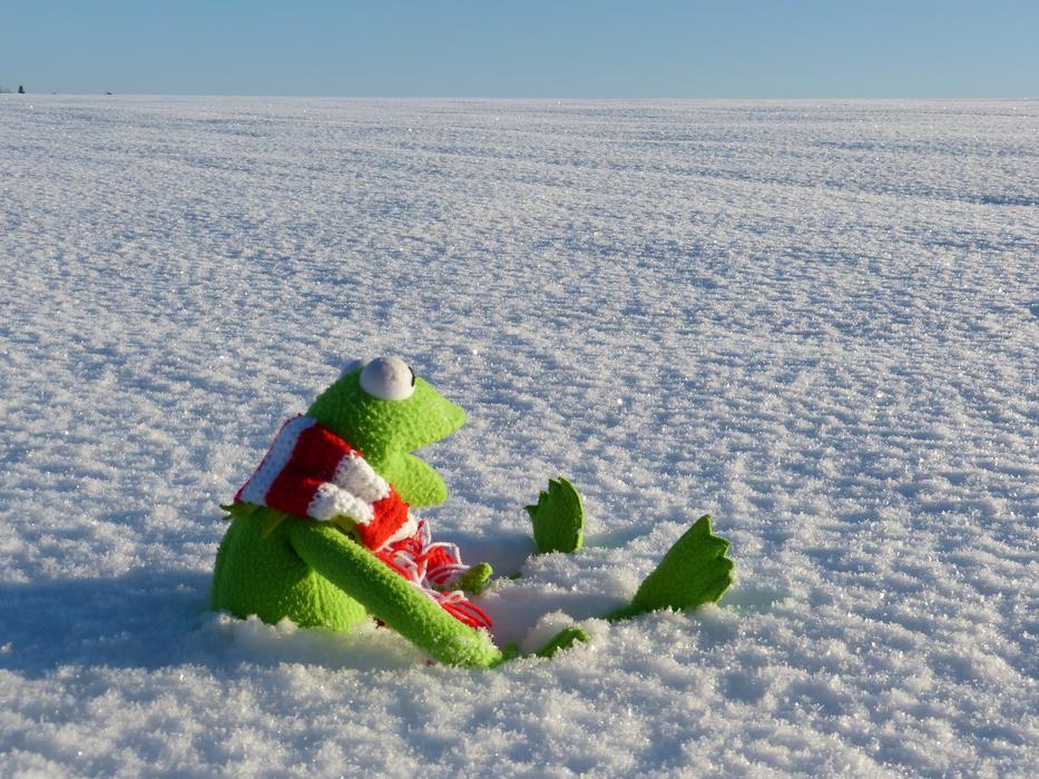 Kermit in Snow