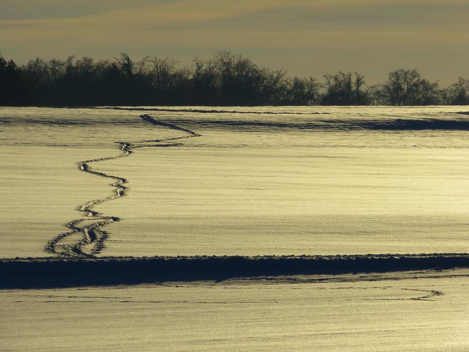 traces in the snow at dusk