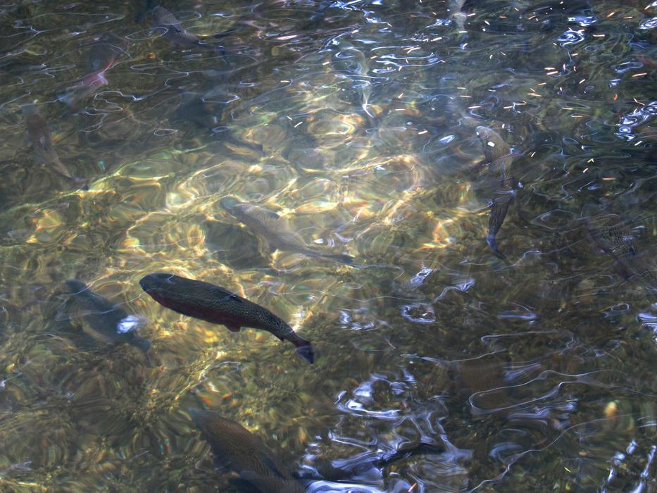 Beautiful trout fish, swimming in the beautiful stream, with the ripple, in sunlight