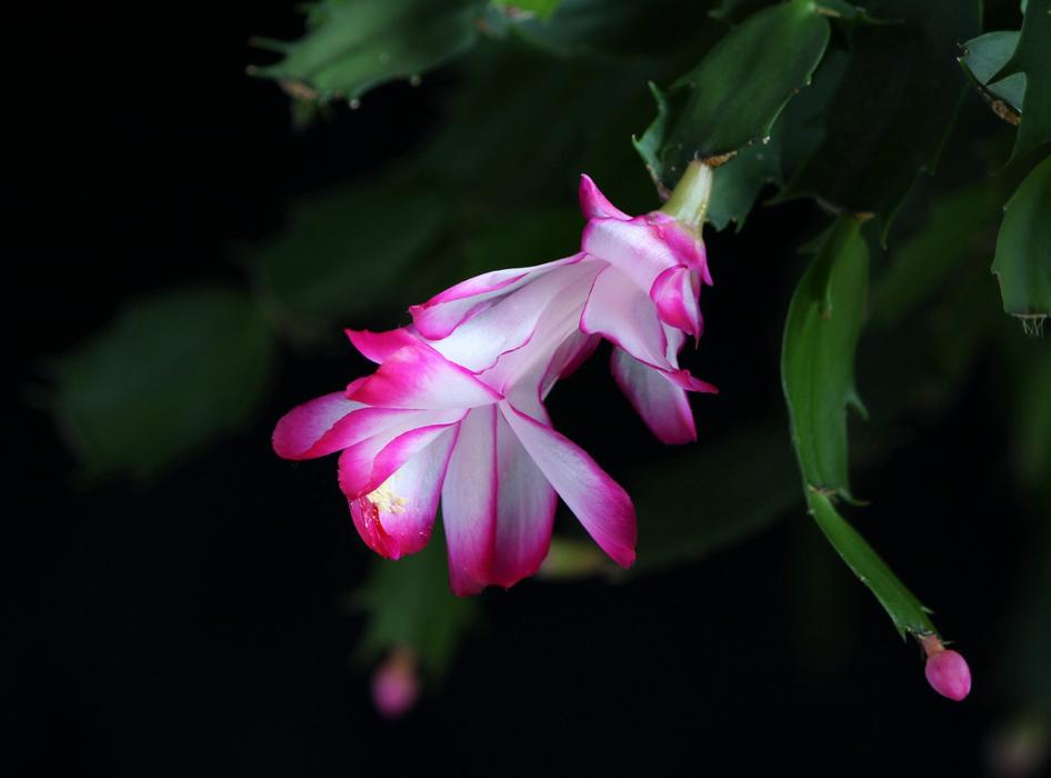 blooming christmas cactus close up