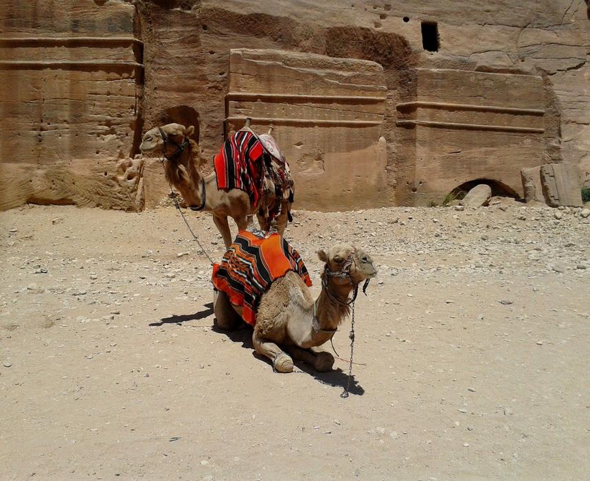 Colorful Camel Pair in desert