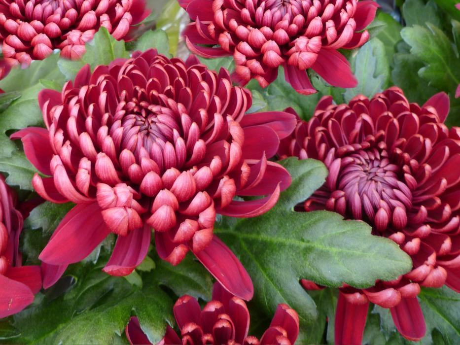 goodly Chrysanthemums Dark