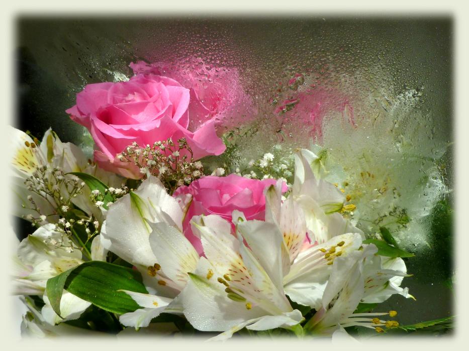 Pink Roses Princess