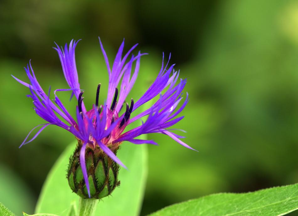 absolutely beautiful Garden Stamen