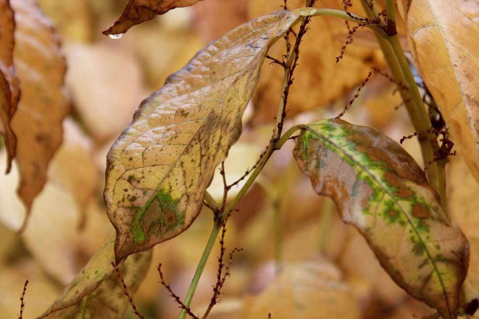 closeup view of Fall Autumn Leaf