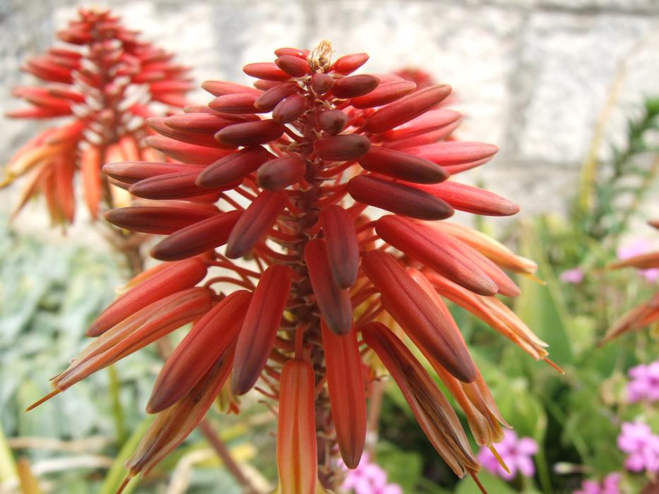 unusually beautiful Flower Red Macro