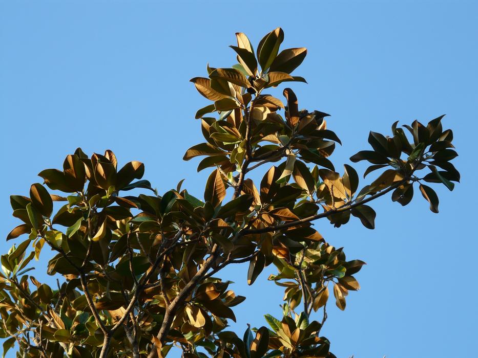 Magnolia Tree Leaves
