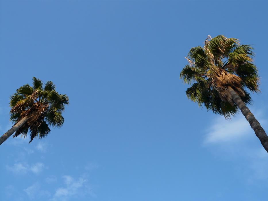 Palm Trees at Sky