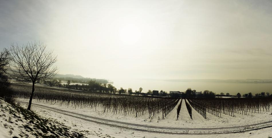 Beautiful landscape of the Lake Contance, and grapevine plantation in white snow
