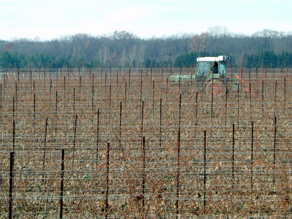 green tractor on Vineyard at fall