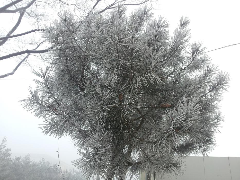 pine in the fog in winter