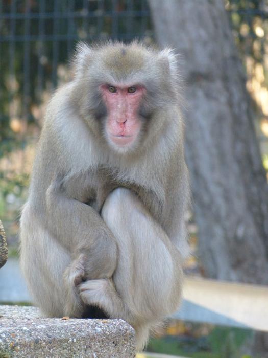 Red Face Macaque freeze