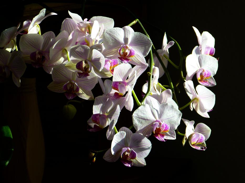 unusually beautiful Orchid Butterfly