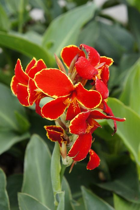 incredibly beautiful Flowers Red