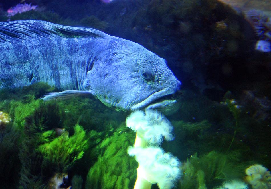Seabass Fish Aquarium
