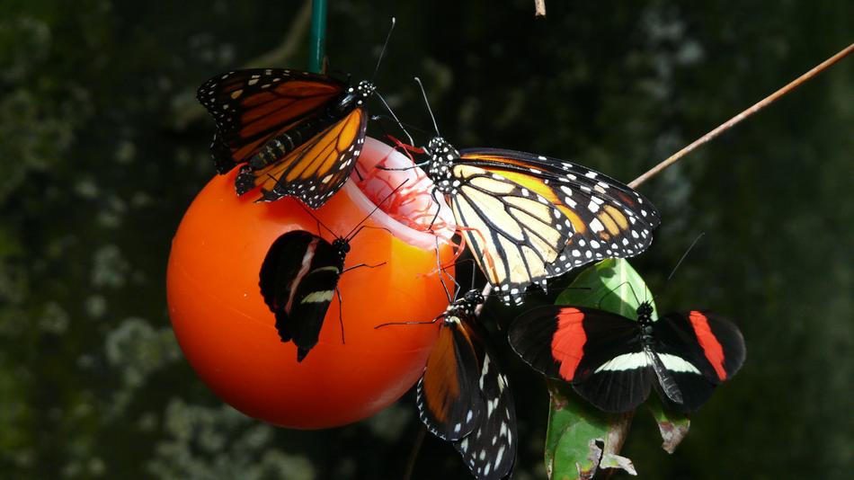 Butterfly Monarch in Vancouver