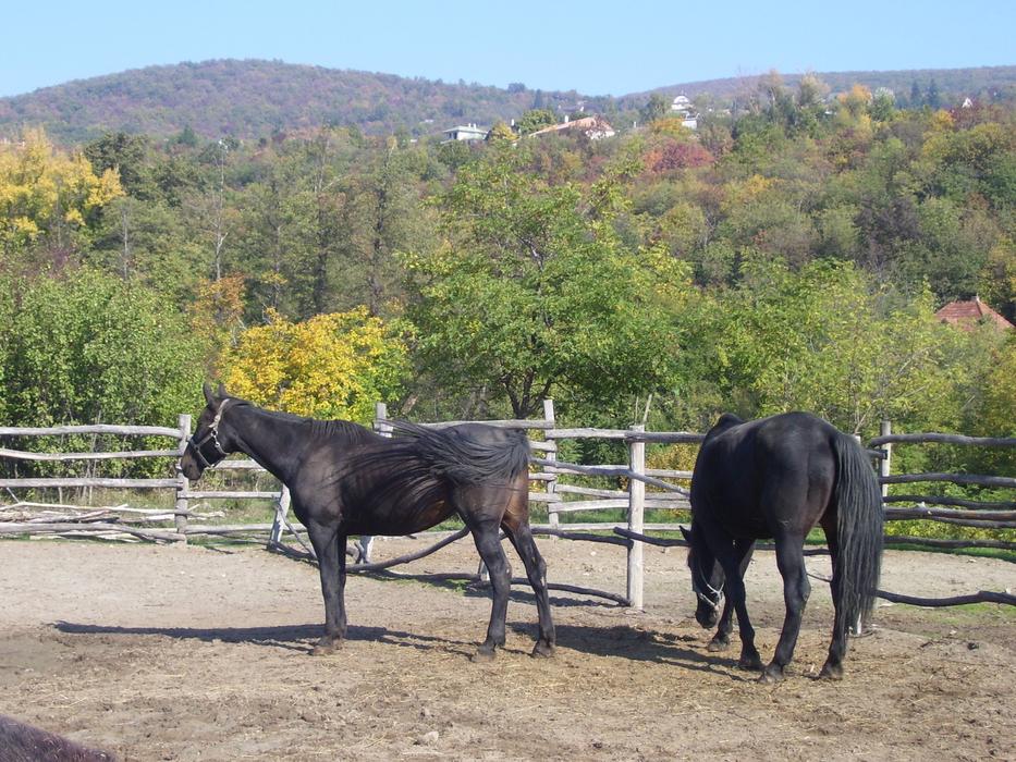 Horses Ethnographic farm