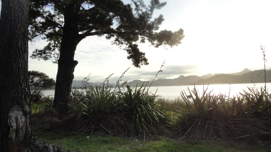 trees and grass by the sea in New Zealand