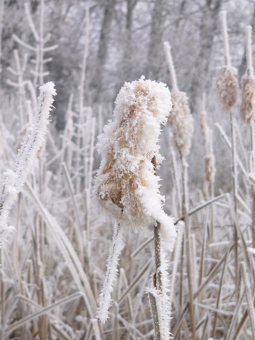 thistle in the frost close-up