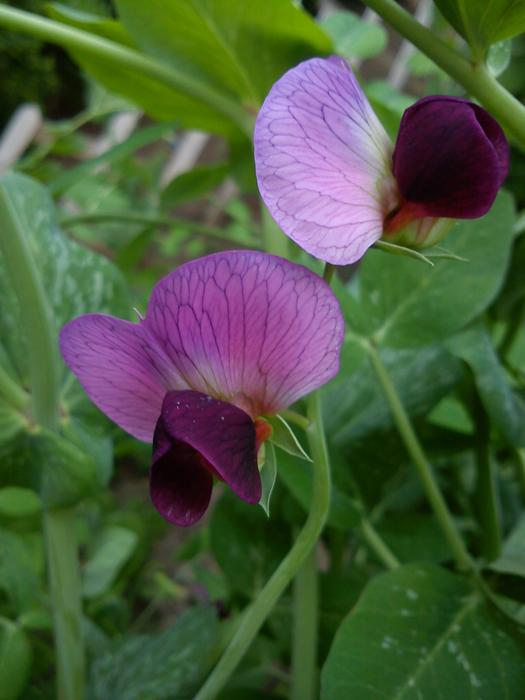 Sugarpea Flower