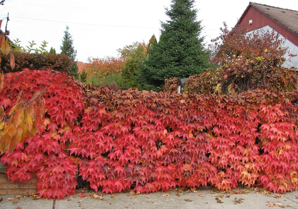plant with red leaves on hedge