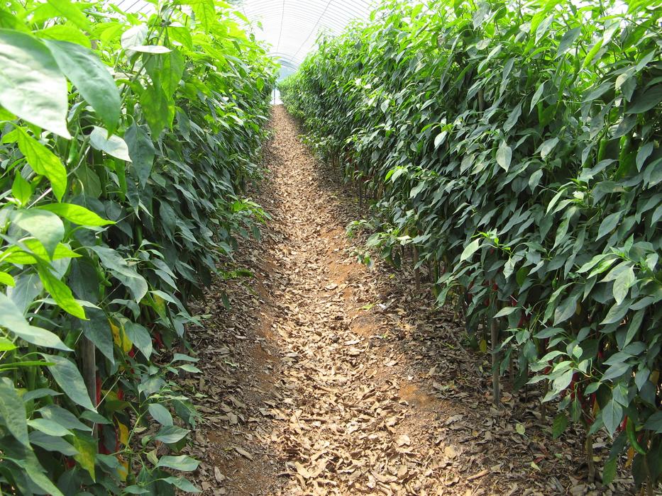 Organic Pepper yard