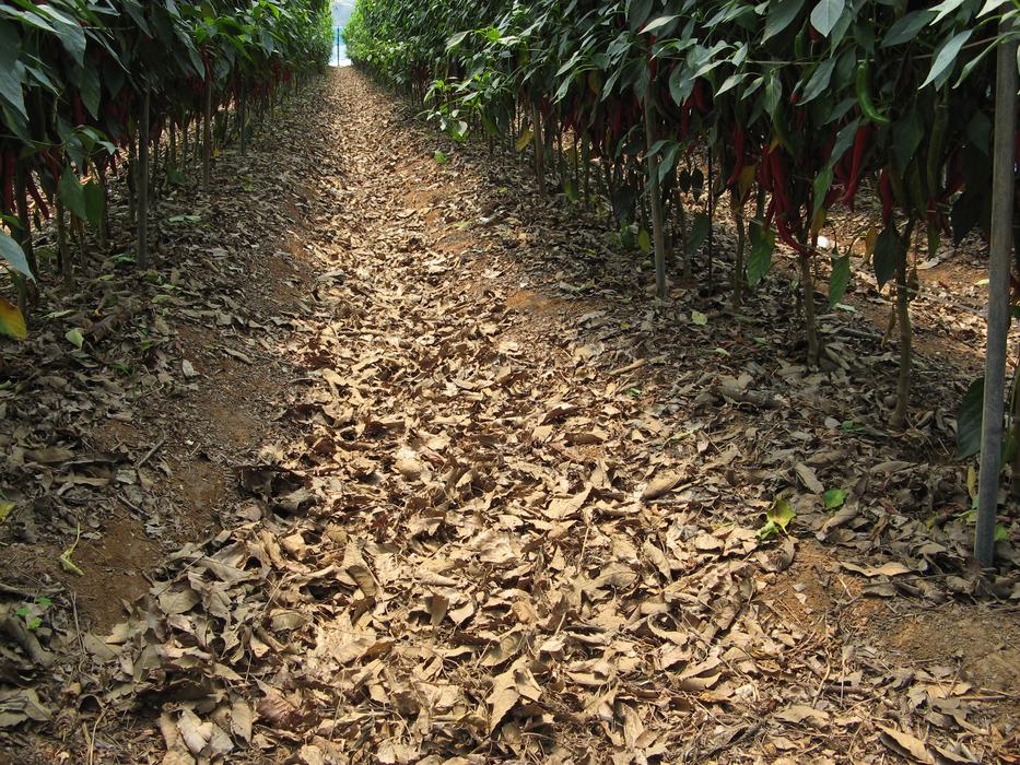 field with green plants in agriculture
