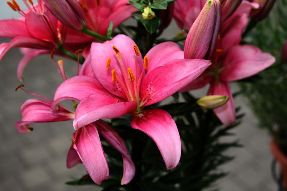 goodly Flower Lilies Color