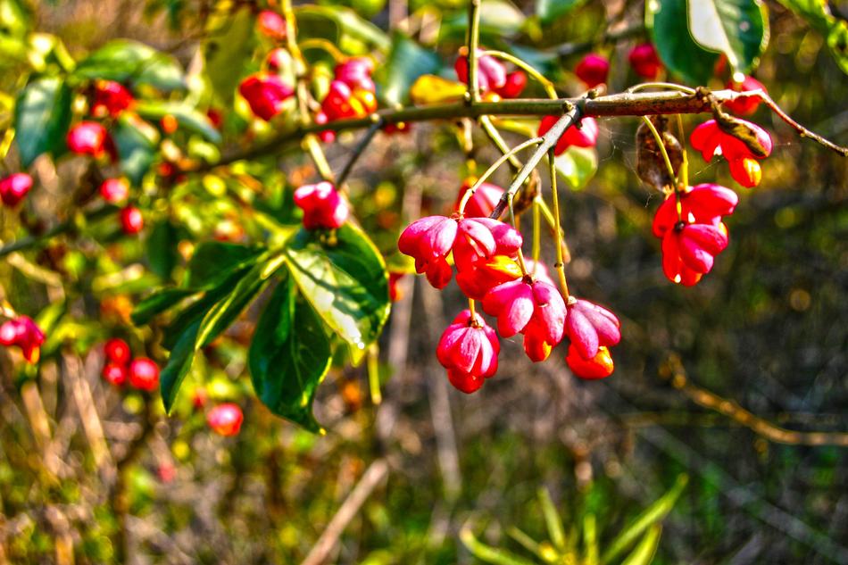 red berries on a bush in debrecen, Hungary