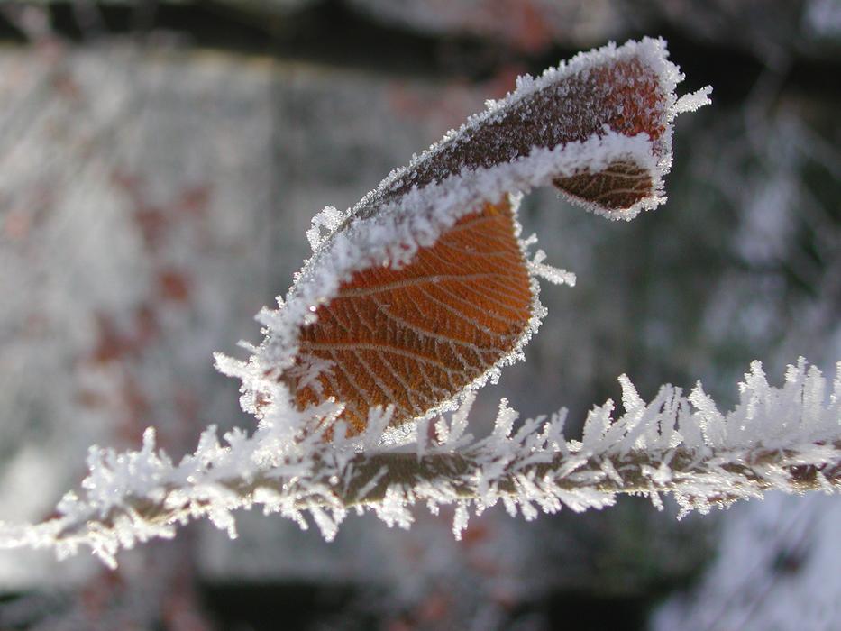 Frozen Ice Leaf