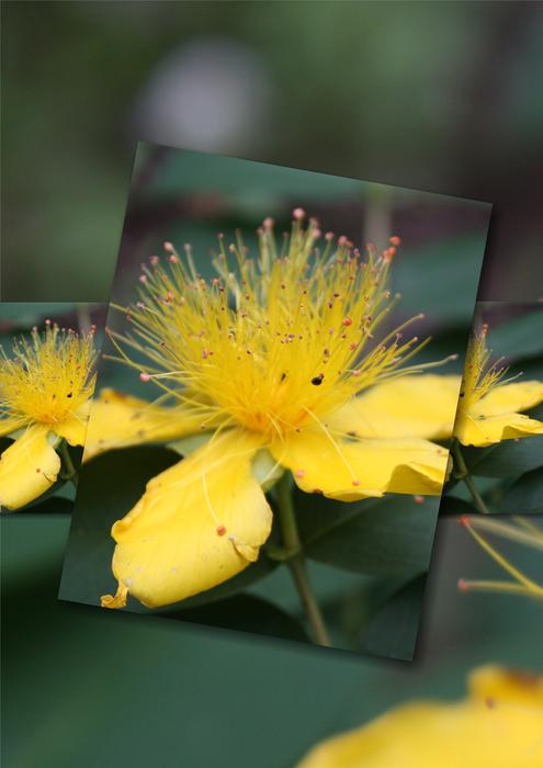 Flowers closeup Image