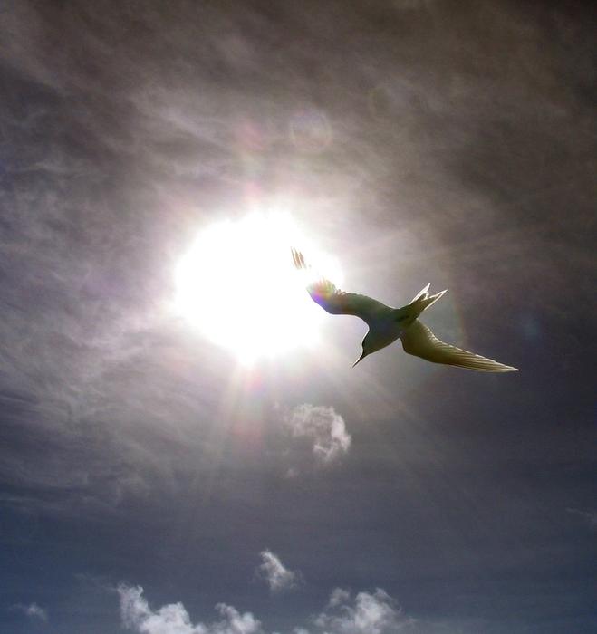 fairy tern on the background of the sun