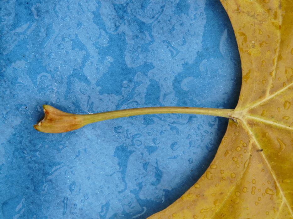 Leaf Stalk Petiole Maple