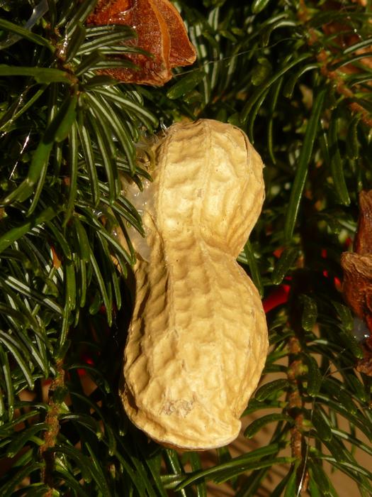 Peanut Nut Decoration Advent