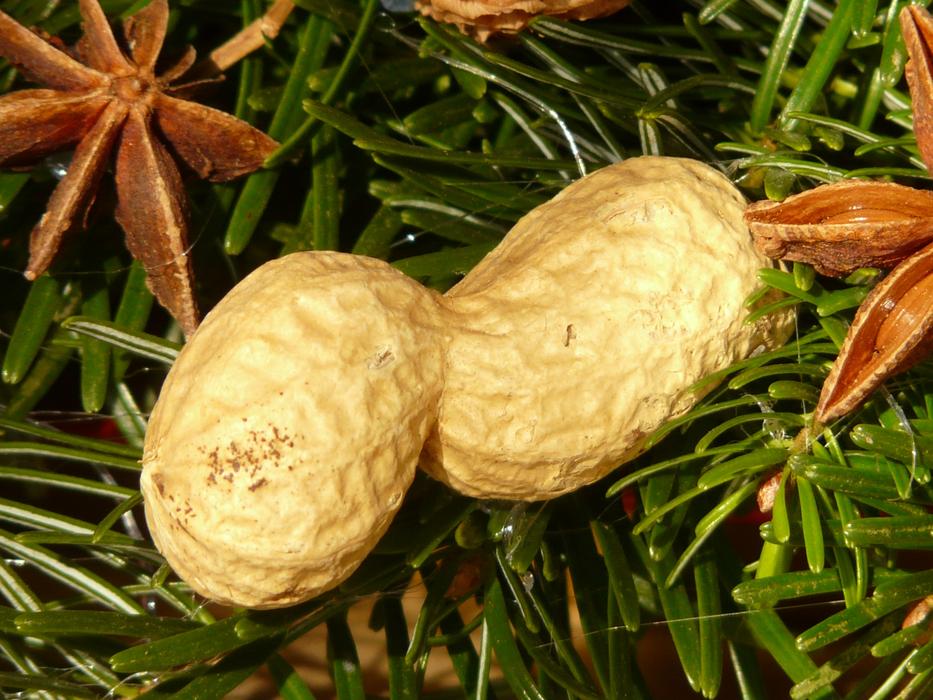 Peanut Nut Decoration
