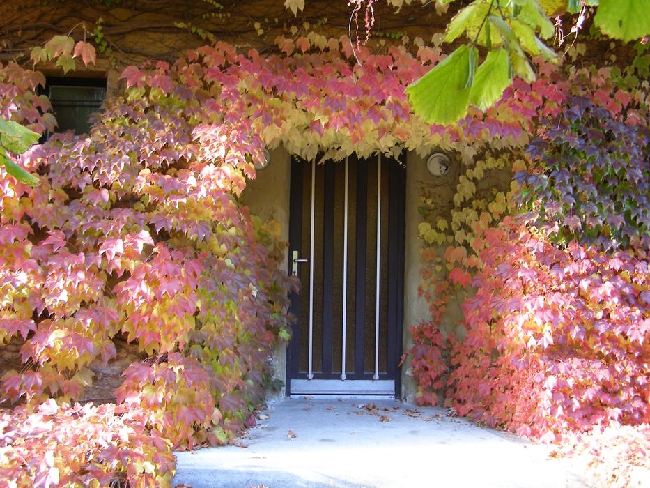 plant on the wall next to the wooden door