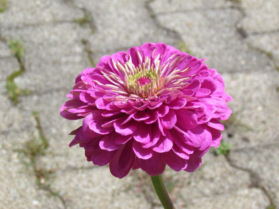Beautiful blossoming pink flower among the pavement