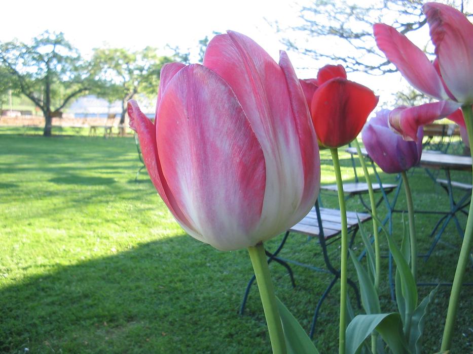 magnificent Tulips Color