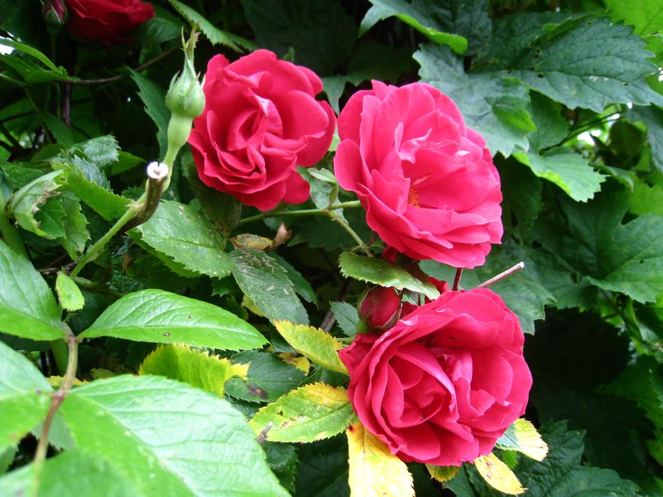 Pink Growing Roses