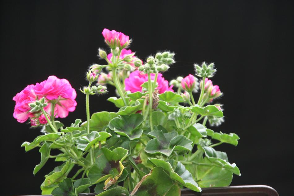 absolutely beautiful Flowers Garden